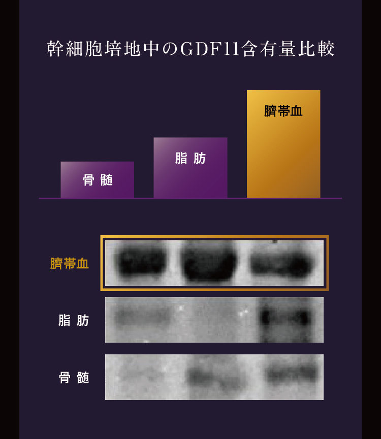 GD11｜ヒト臍帯血幹細胞とは？｜アンチエイジング幹細胞コスメ