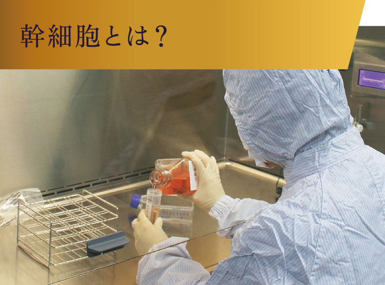 GD11｜ヒト臍帯血幹細胞とは？｜アンチエイジング幹細胞コスメ